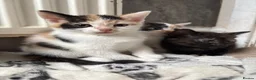 Aegean cats for sale: Aegean kittens ready for new home! 3 Left! - Advert 4