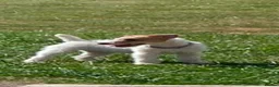 Lakeland Terrier dogs for sale: White lakeland in Caernarfon - Advert 2