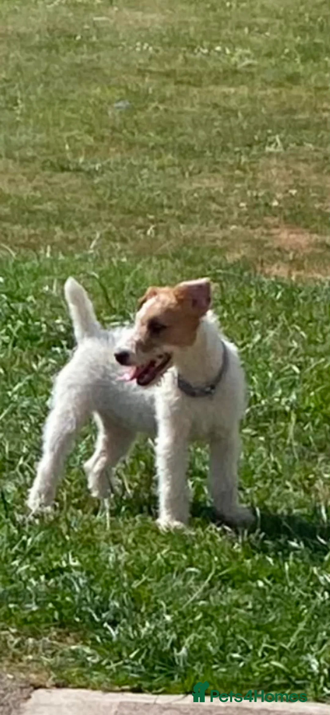 Lakeland Terrier dogs for sale: White lakeland in Caernarfon - Advert 2