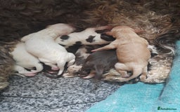 Sprocker dogs for sale: Gorgeous Sprocker x Sproodle pups. - Image 14