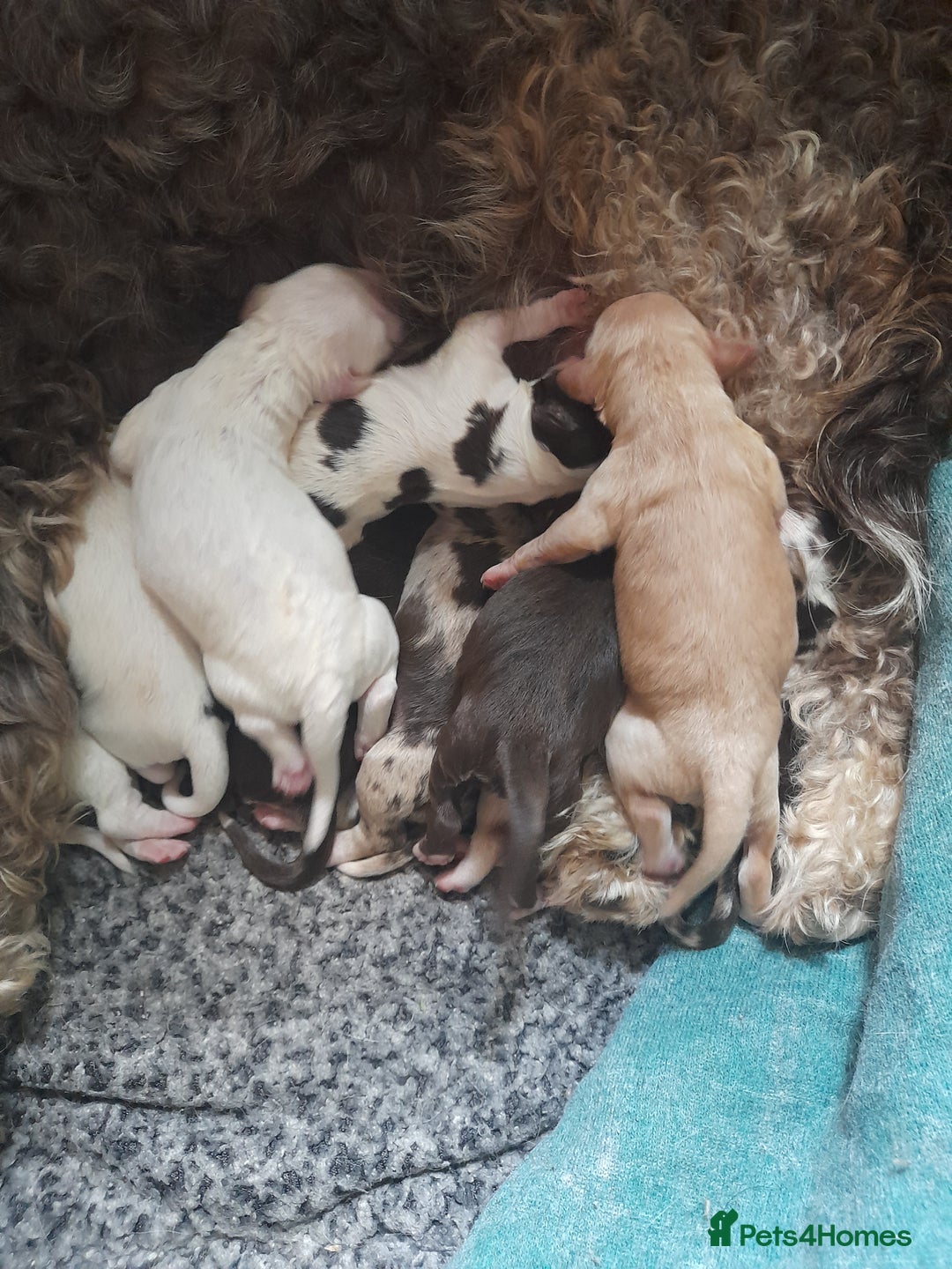 Sprocker dogs for sale: Gorgeous Sprocker x Sproodle pups. - Image 14