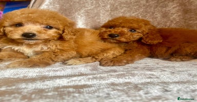 Maltipoo dogs - Advert 6