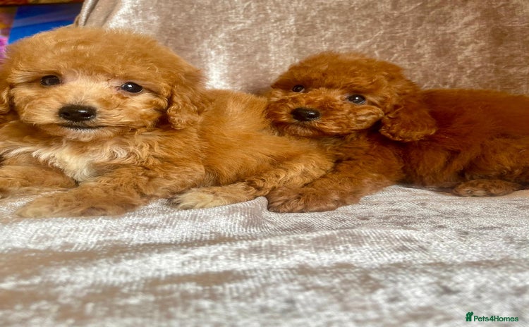 Maltipoo dogs - Advert 10