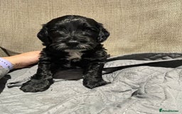 Cockapoo dogs for sale: F1 Cockerpoo pups. KC parents & health tests - Image 12