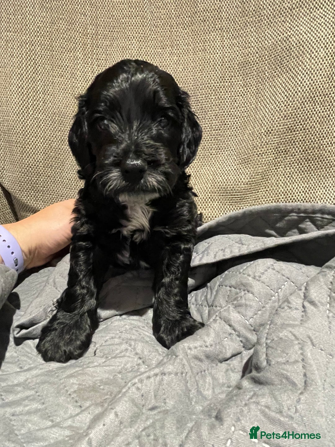 Cockapoo dogs for sale: F1 Cockerpoo pups. KC parents & health tests - Image 12