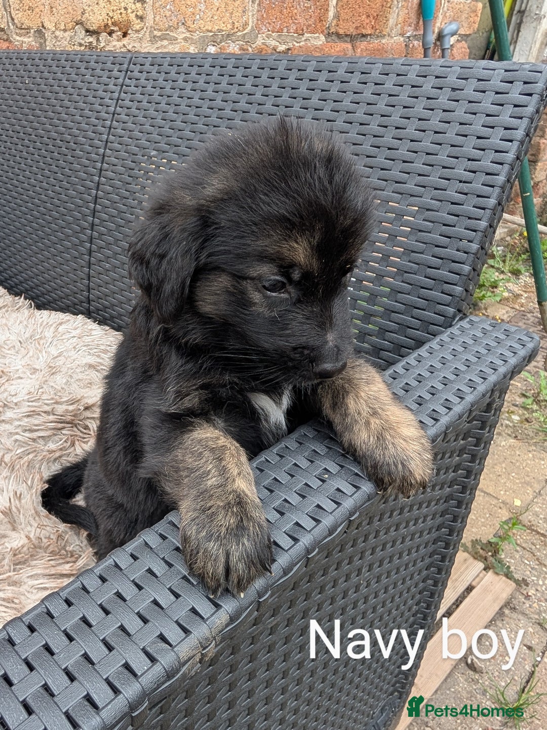 Mixed Breed dogs for sale: Golden Shepherd Puppies  - Image 8