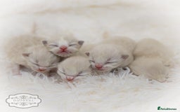 Ragdoll cats for sale: Ragdoll Bicolor Kitten Girl LPBB TICA REDUCED!!! - Image 8