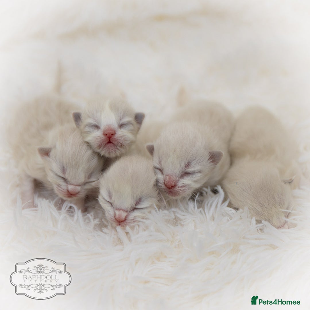 Ragdoll cats for sale: Ragdoll Bicolor Kitten Girl LPBB TICA REDUCED!!! - Image 8