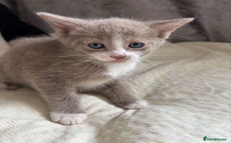 Russian Blue cats - Advert 1