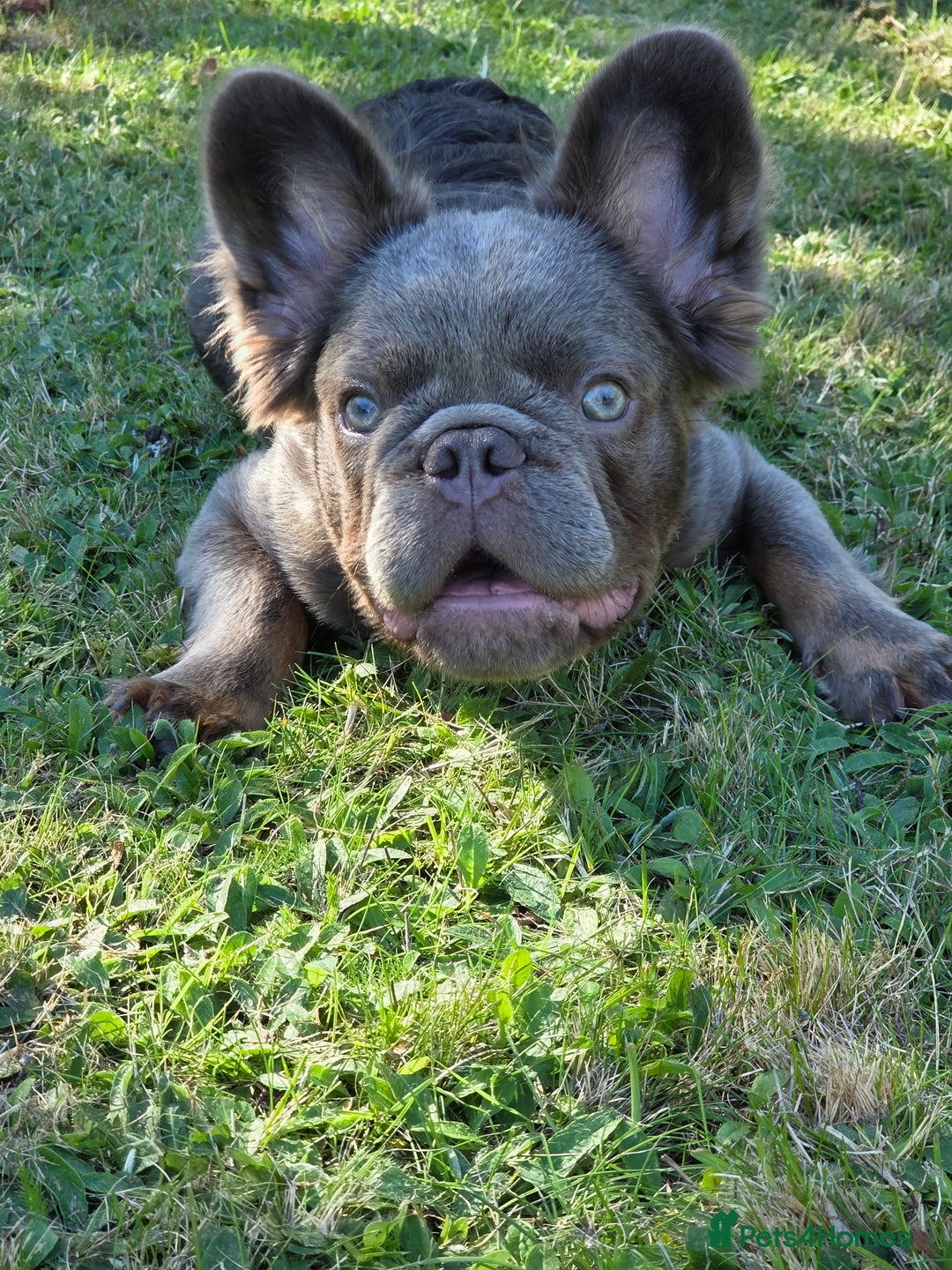 One male fluffy frenchie kc for sale in Chislehurst Pets4Homes