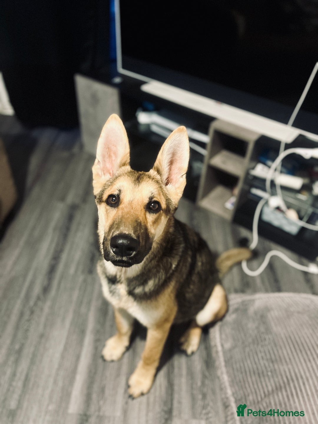 German Shepherd dogs for sale:  9 Month Old Pup Ready for His Forever Home  - Image 1