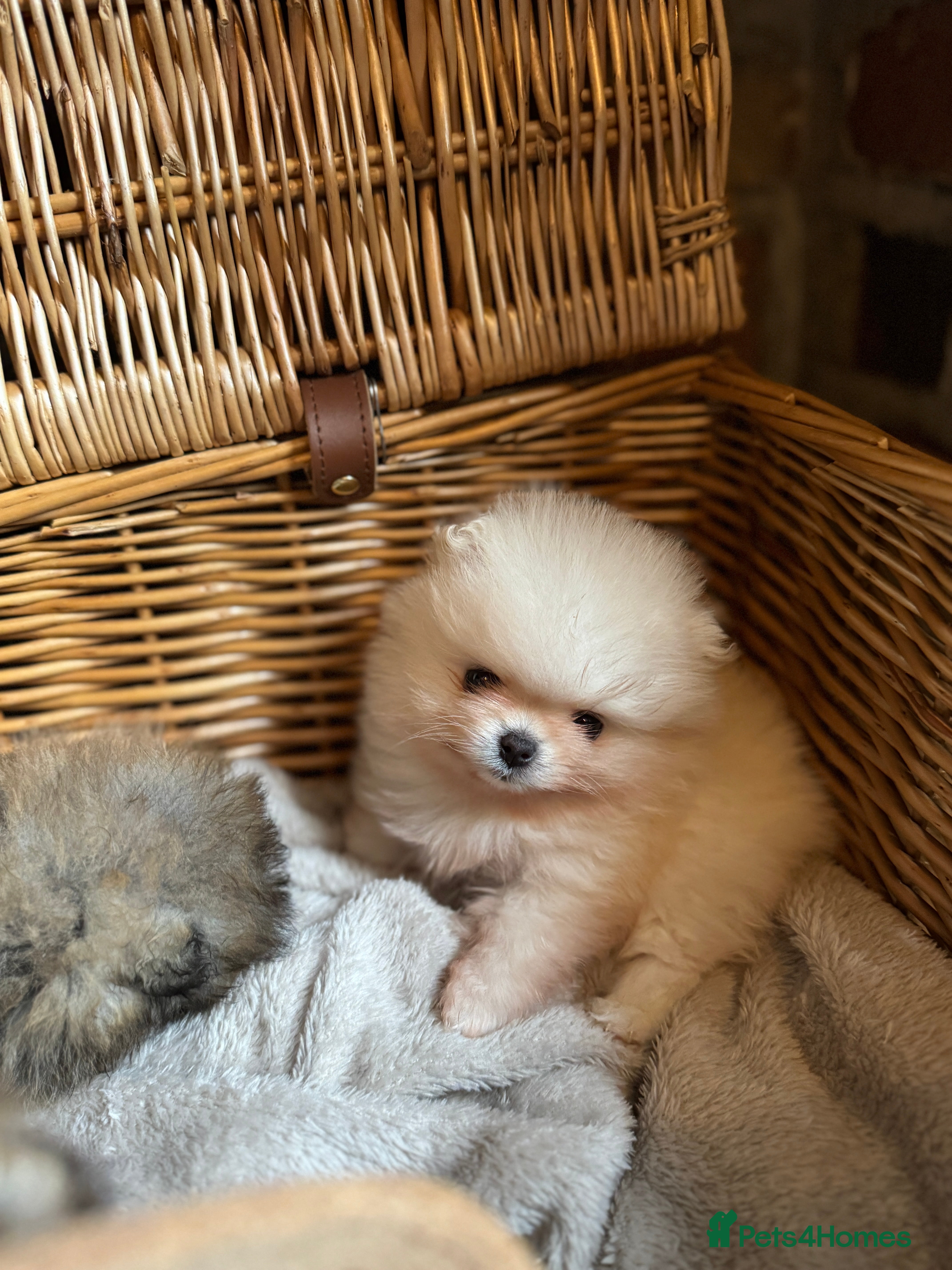 Pomeranian dogs 🧸 WHITE KC TEDDY BEARS 🧸 TINY, TRUE TYPE! - Advert 4