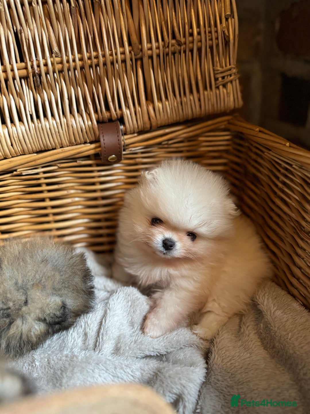Pomeranian dogs for sale: 🧸 WHITE KC TEDDY BEARS 🧸 TINY, TRUE TYPE! - Advert 1
