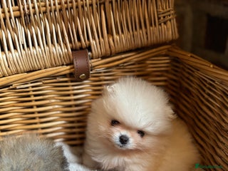 Pomeranian dogs 🧸 WHITE KC TEDDY BEARS 🧸 TINY, TRUE TYPE! - Advert 4