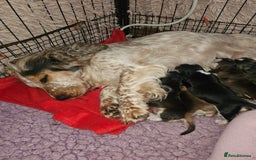Cocker Spaniel dogs for sale: KC show cocker spaniel puppies - Image 12