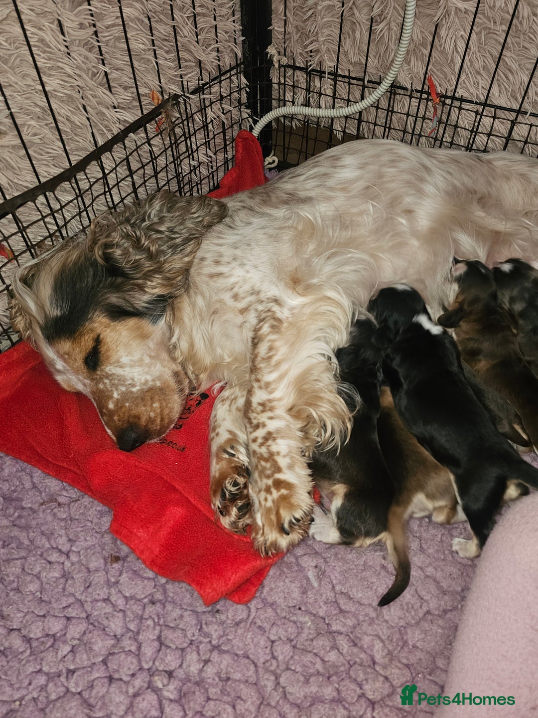 Cocker Spaniel dogs for sale: KC show cocker spaniel puppies - Image 12