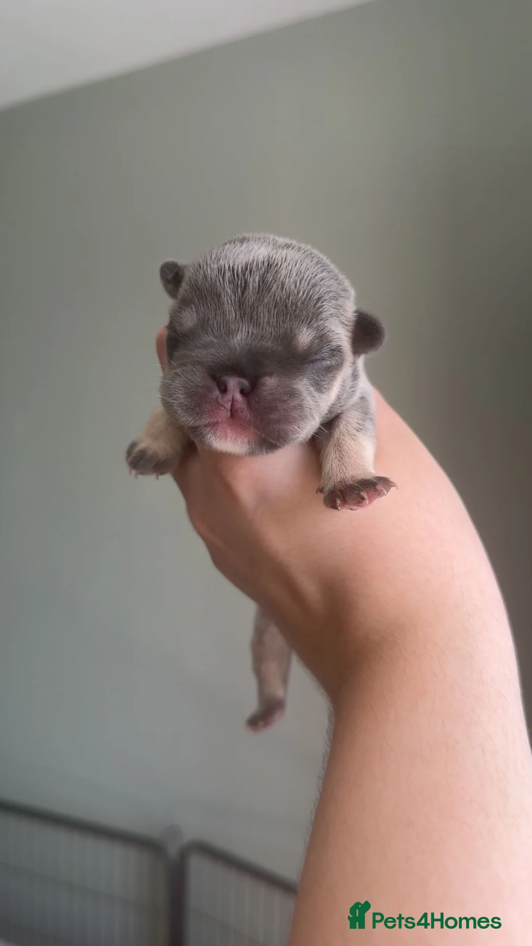 French Bulldog dogs for sale: Stunning KC Registered French Bulldog Puppies 🐶 in Stockport - Advert 2