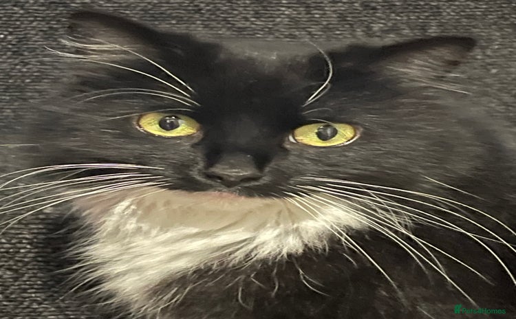 Mixed Breed cats - Advert 1