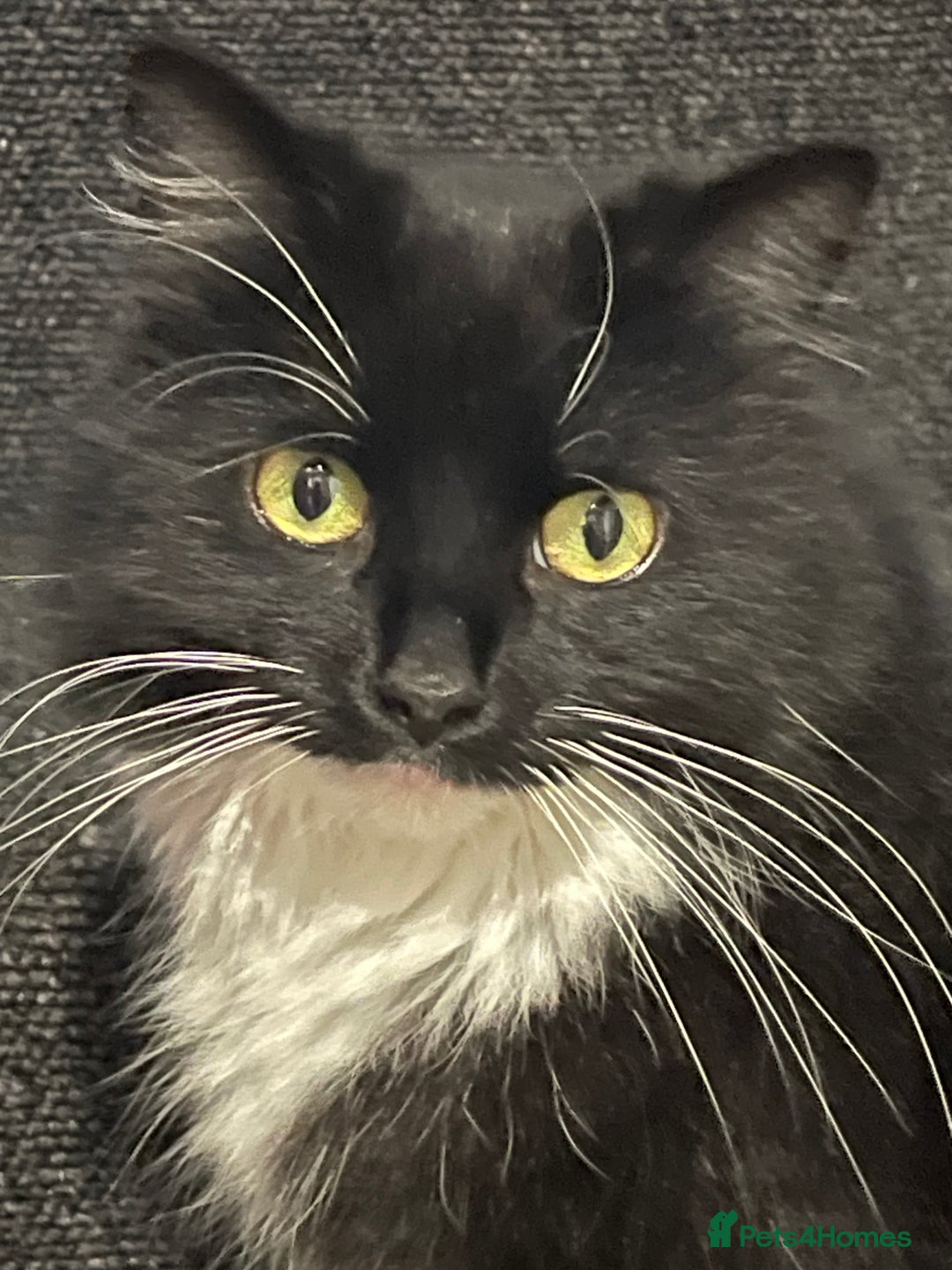 Mixed Breed cats for sale: 4 year old female cat  - Image 1