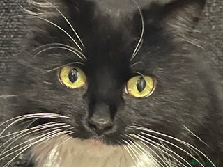 Mixed Breed cats for sale - Advert 1