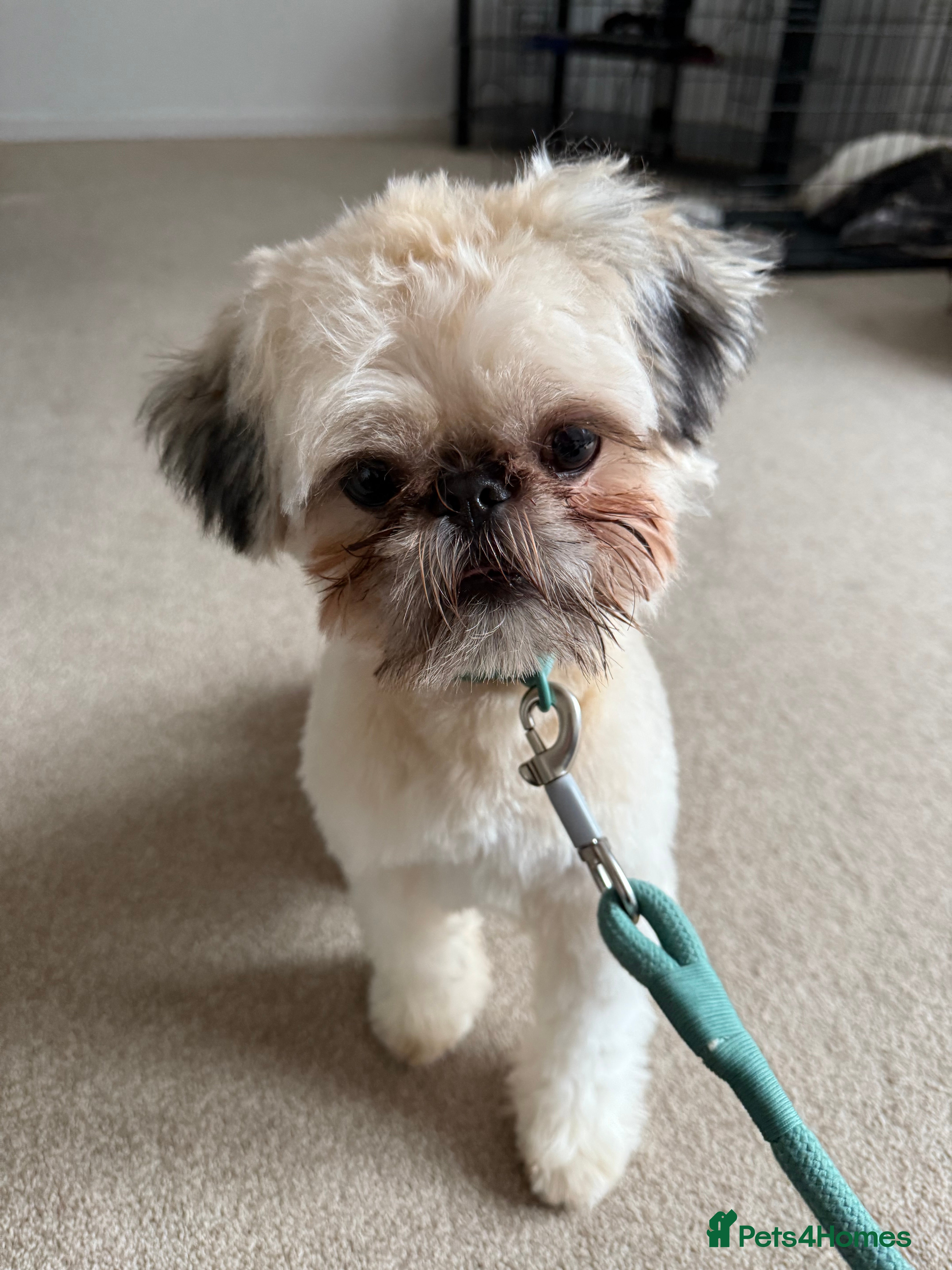 Shih Tzu dogs Kc registered imperial Shih tzu  - Advert 1