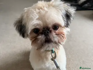 Shih Tzu dogs Kc registered imperial Shih tzu - Advert 1