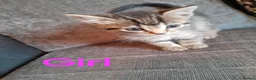 Mixed Breed cats for sale: Beautiful 8 week old kittens for sale - Advert 4