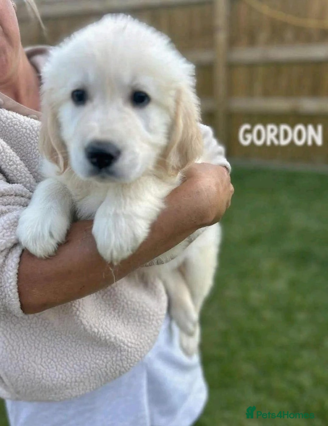 Golden Retriever dogs for sale: Golden retriever puppies  - Image 5