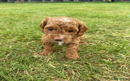Cockapoo dogs for sale: Adorable F1B cockapoo puppies - Image 12