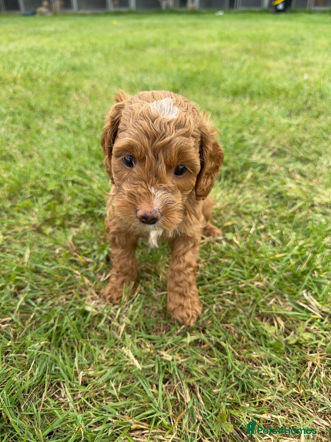 Cockapoo dogs for sale: Adorable F1B cockapoo puppies - Image 12