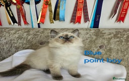 Ragdoll cats for sale: GCCF REGISTERED PEDIGREE RAGDOLL KITTENS - Image 17