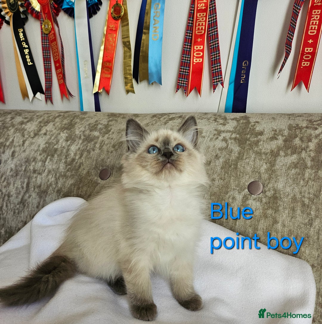 Ragdoll cats for sale: GCCF REGISTERED PEDIGREE RAGDOLL KITTENS - Image 17