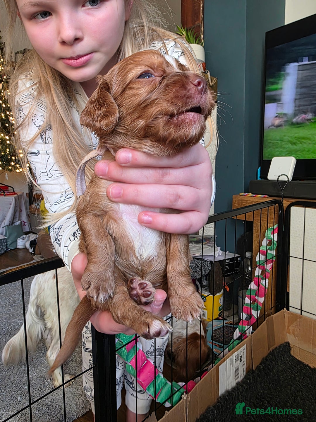 Cocker Spaniel dogs for sale: Beautiful Spaniel pups! - Advert 15