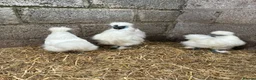 Chickens poultry for sale: Silkie breeding pair  in Cairndow - Advert 6