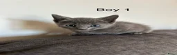 Mixed Breed cats for sale: Stunning kittens available ready now  - Advert 31