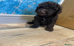 Labradoodle dogs for sale: Mini miniature multigen labradoodle puppies in Chard - Image 6