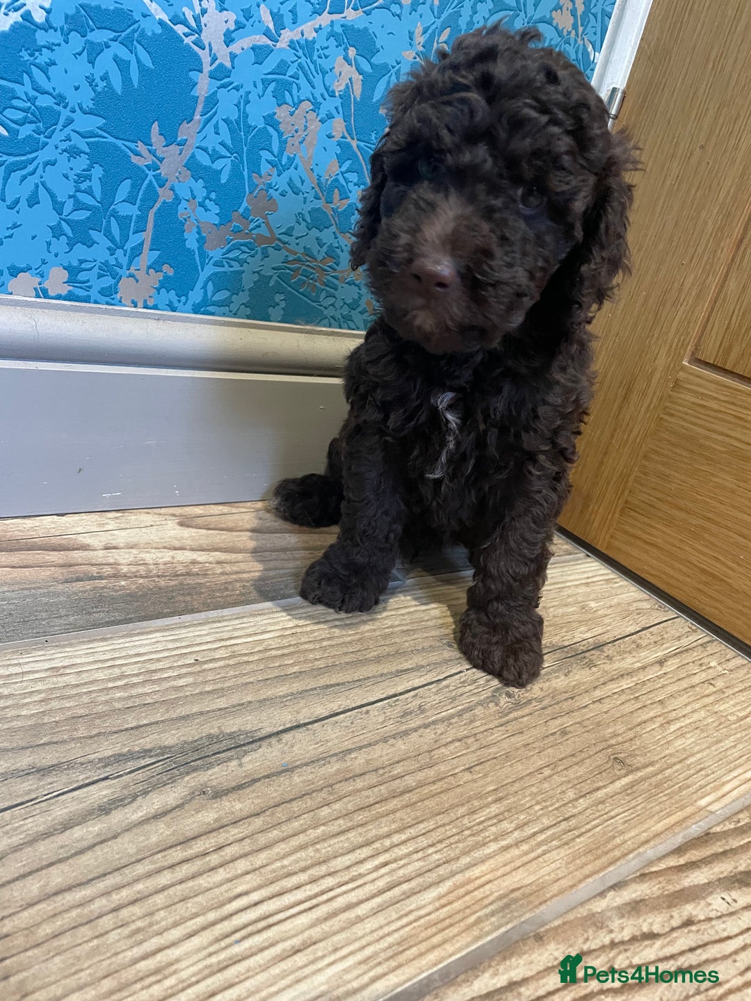 Labradoodle dogs for sale: Mini miniature multigen labradoodle puppies in Chard - Image 6