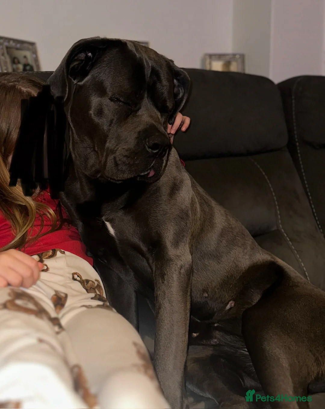 Cane Corso dogs for sale: Year old female Cane Corso - Advert 2