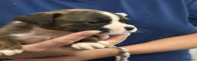 Pup 4