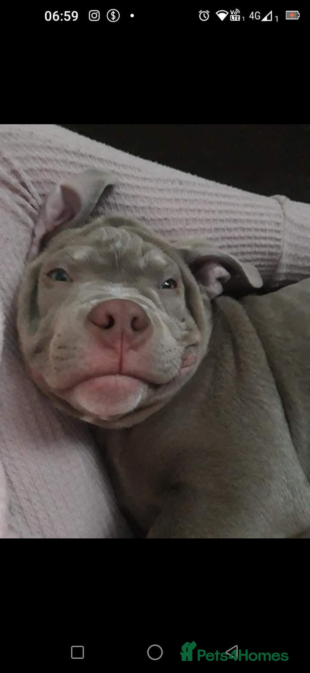 American Bulldog dogs for sale: Loki  - Advert 7