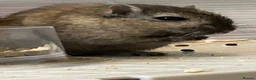 Gerbil rodents for sale: 2 female gerbils  in Sheffield - Advert 2