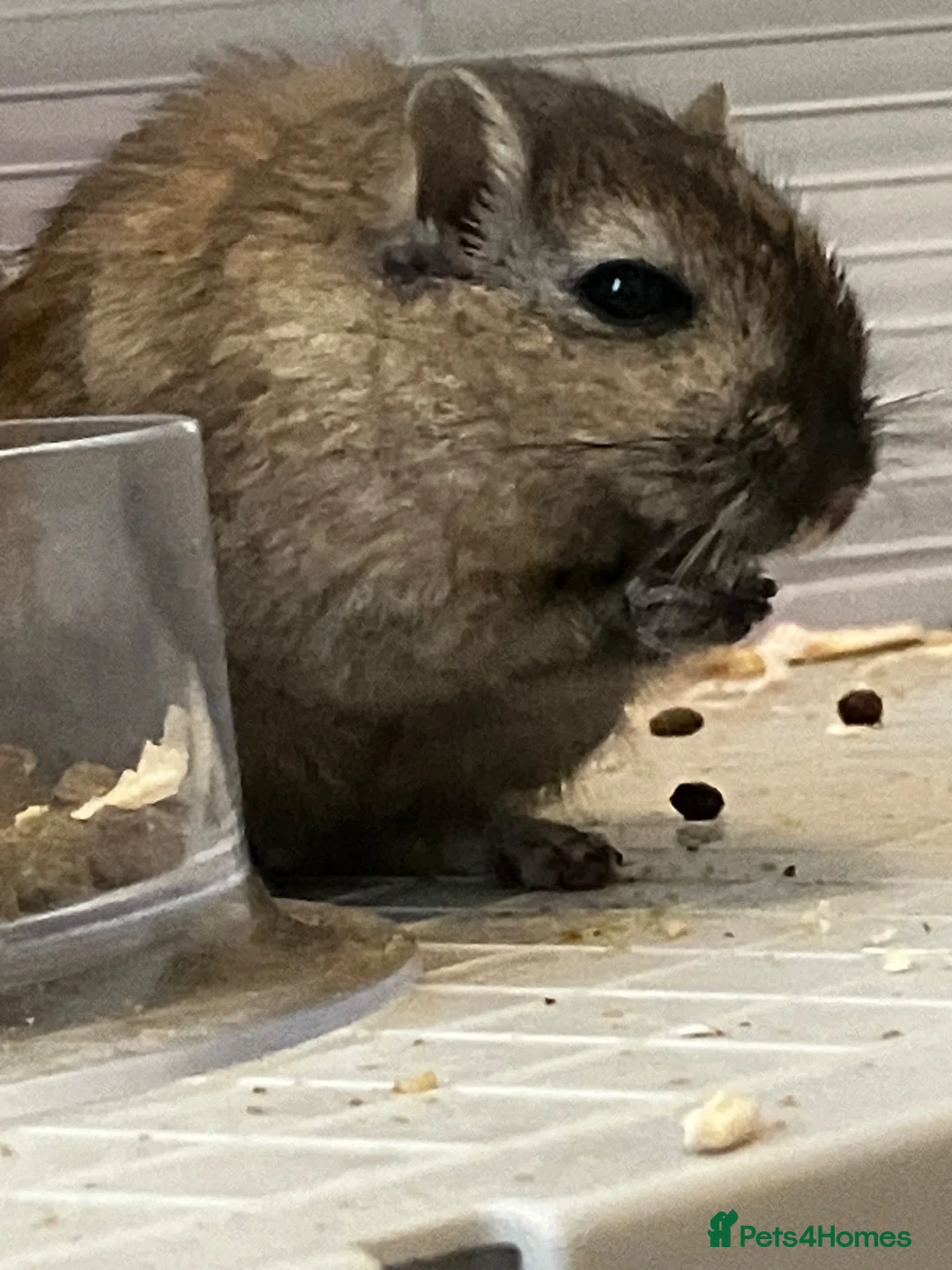 Gerbil rodents for sale: 2 female gerbils  in Sheffield - Advert 2