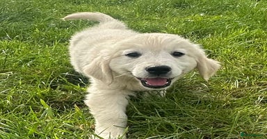 Golden Retriever dogs - Advert 1