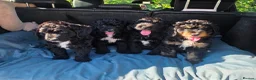Bernedoodle dogs for sale: Top Quality BERNEDOODLE Puppies  - Advert 5