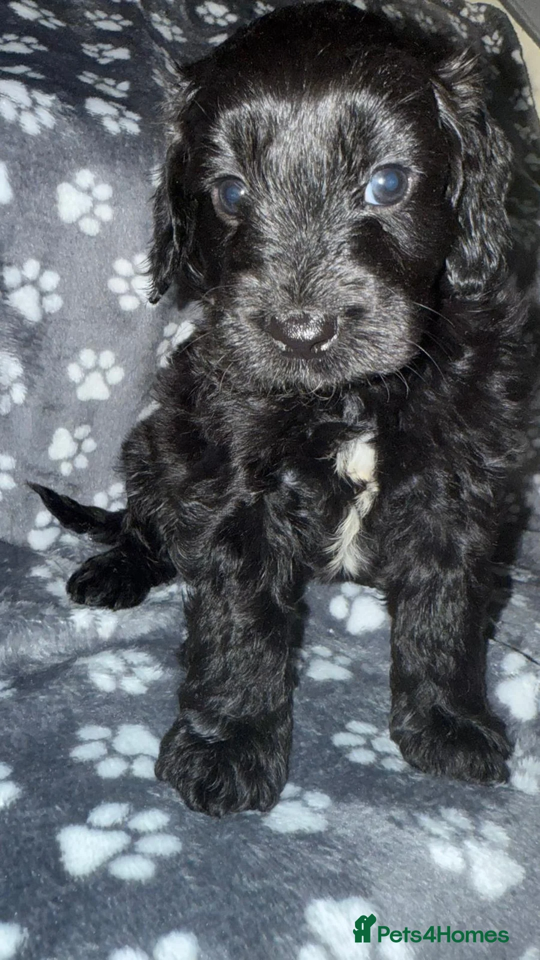 Cockapoo dogs for sale: Gorgeous cocckapoo puppies - Advert 7