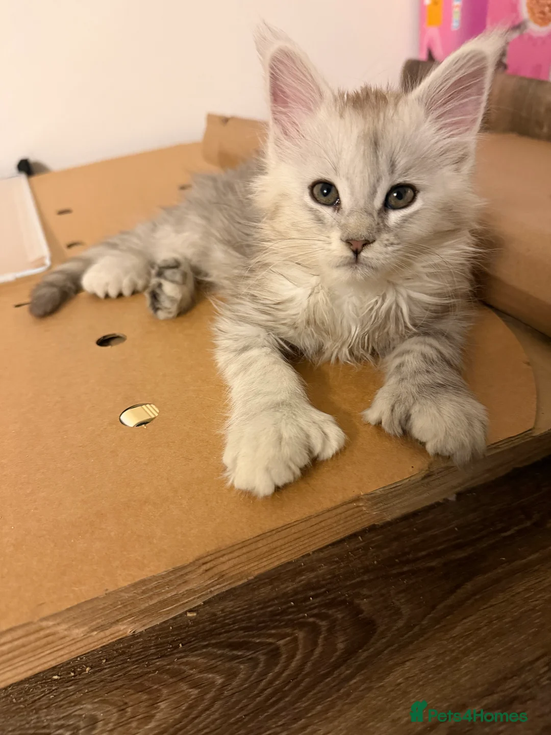 Maine Coon cats for sale: Registered Maine coon kittens  - Advert 4