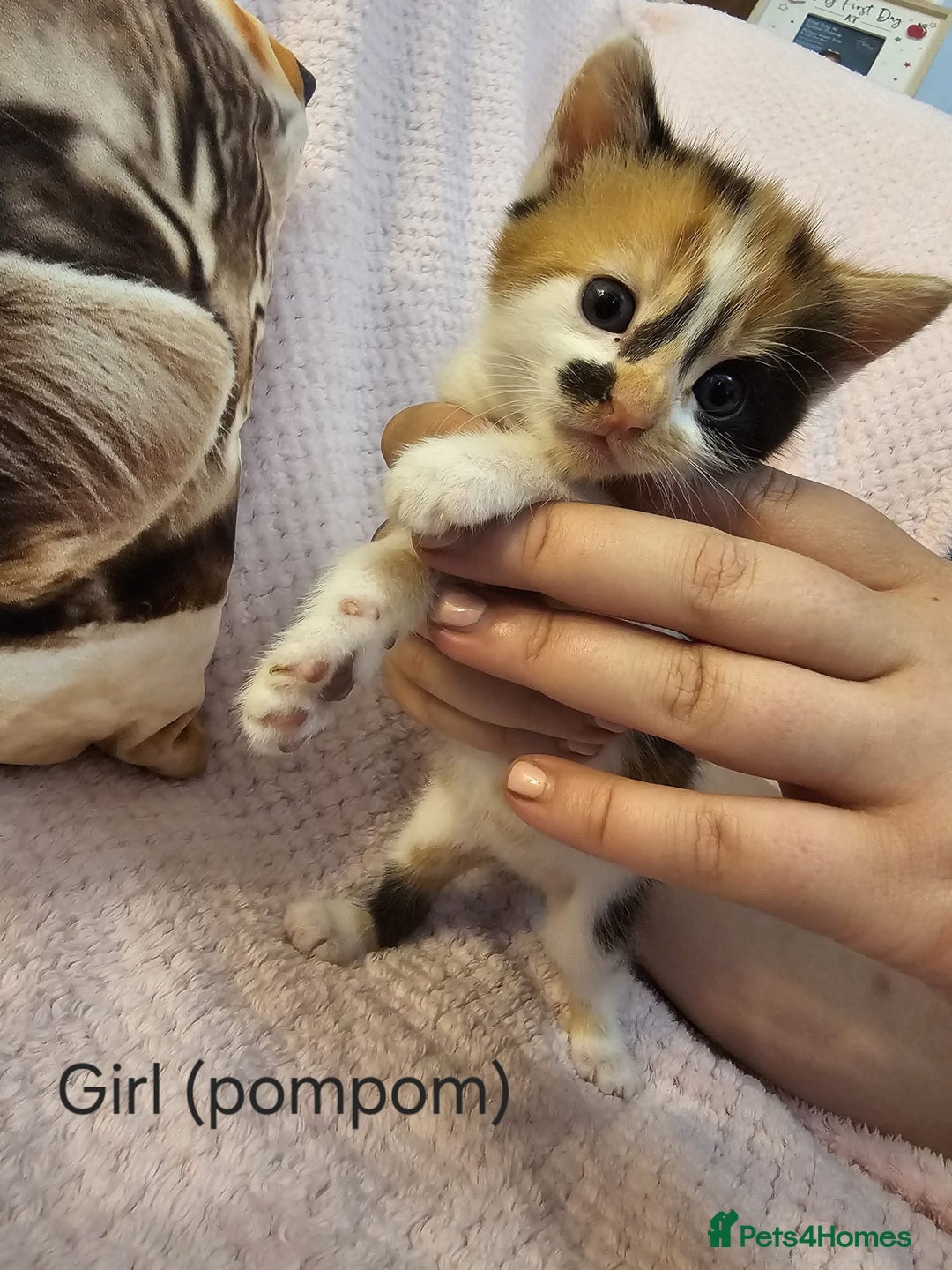 Mixed Breed cats for sale: British Long hair x kittens ONLY 4 FEMALES LEFT - Image 5
