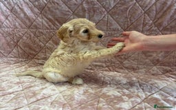 Mixed Breed dogs for sale: Stunning Labradoodles  - Image 8