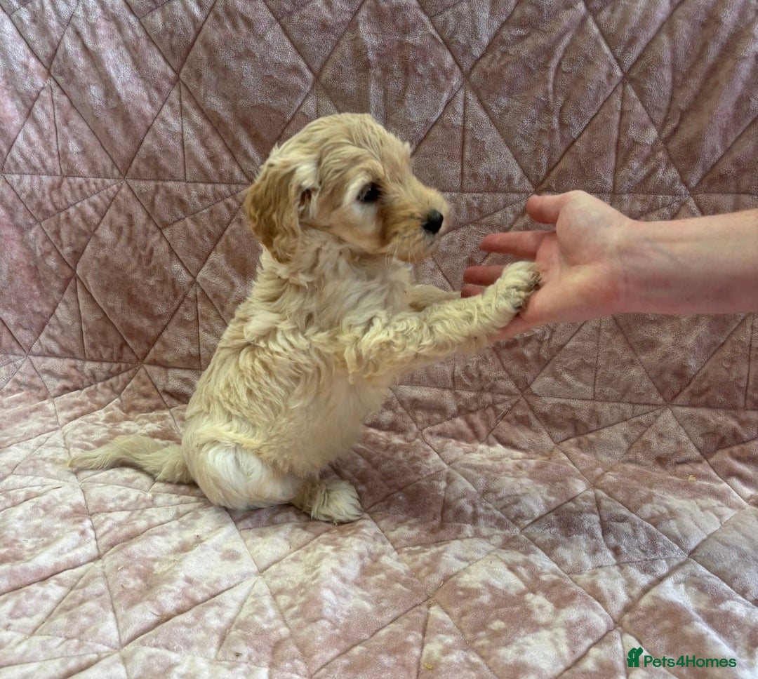 Mixed Breed dogs for sale: Stunning Labradoodles  - Image 8