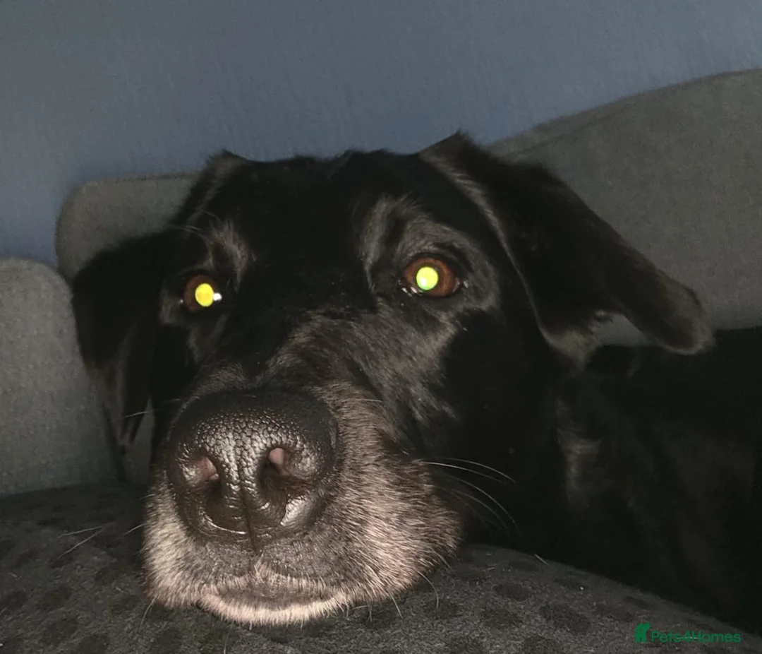 Borador dogs for sale: Labrador x Border collie - Advert 2